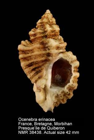 Ocenebra erinaceus (7).jpg - Ocenebra erinacea(Linnaeus,1758)